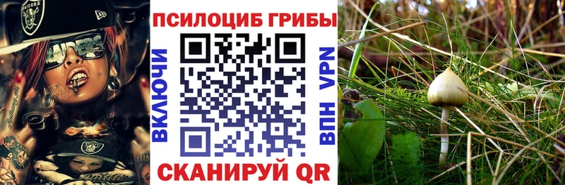 Галлюциногенные грибы прущие грибы  купить  цена  это как зайти  Тырныауз 